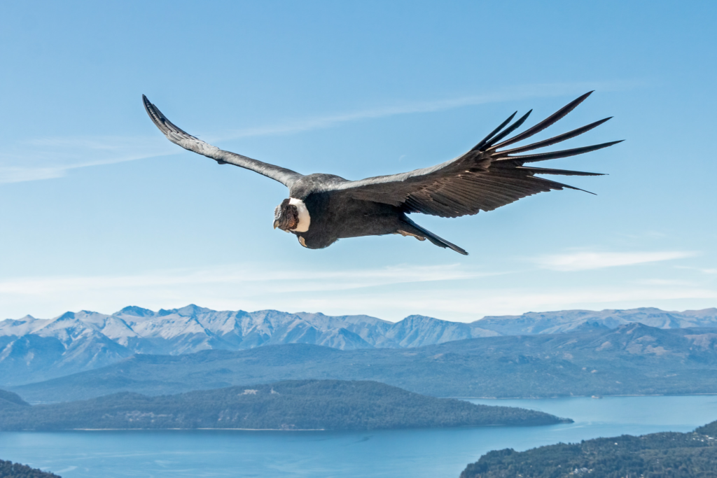 andean,condor,over,nahuel,huapi,lake