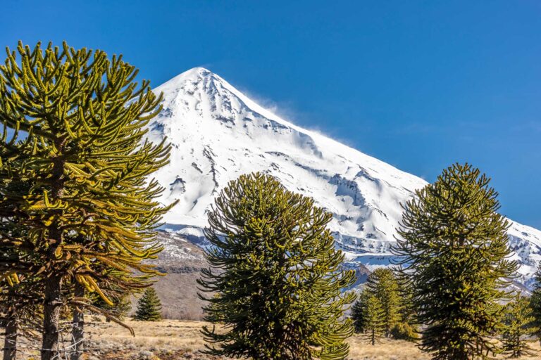 amazing,view,over,lanin,volcano,and,the,old,araucaria,trees